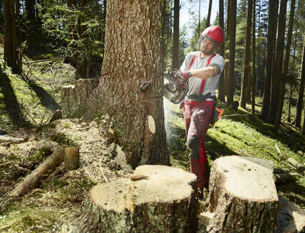 Junger Holzfäller beim Fällen eines Baumes mit einer elektrischen Säge im Wald - CVF01904