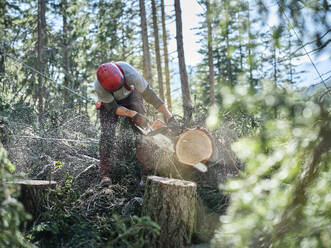 Junger Holzfäller beim Fällen eines Baumes mit einer Handsäge im Wald - CVF01911