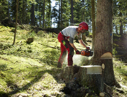 Junger Förster beim Baumfällen im Wald - CVF01914