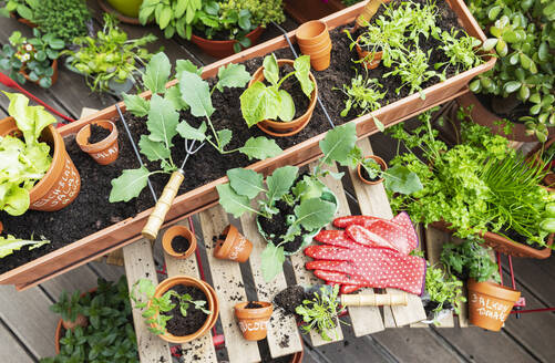 Planting of various herbs and vegetables on balcony garden - GWF07327