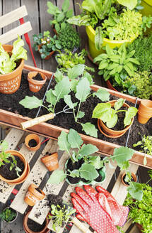 Anpflanzung von verschiedenen Kräutern und Gemüsesorten im Balkongarten - GWF07328