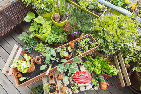 Planting of various herbs and vegetables on balcony garden - GWF07330