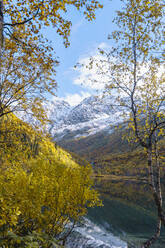 Herbstbäume mit schneebedeckten Bergen im Hintergrund, Naturschutzgebiet Kaukasus, Sotschi, Russland - OMIF00605