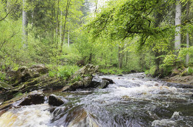 Die Rur fließt inmitten von Bäumen im Naturpark Eifel, Monschau, Deutschland - GWF07333