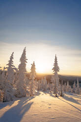 Schneebedeckte Fichten bei Sonnenuntergang, Sheregesh, Russland - OMIF00620