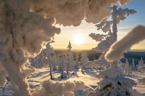 Schneebedeckte Bäume bei Sonnenuntergang, Sheregesh, Russland - OMIF00622