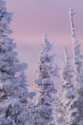 Schneebedeckte Fichten bei Sonnenaufgang - OMIF00625