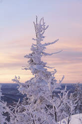 Schnee bedeckt Bäume vor dem Himmel bei Sonnenaufgang - OMIF00626