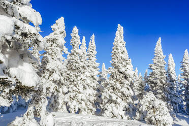 Schneebedeckte Fichten mit blauem Himmel im Hintergrund, Sheregesh, Russland - OMIF00627