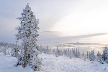Schneebedeckte Kiefern und Landschaft in Sheregesh, Russland - OMIF00628