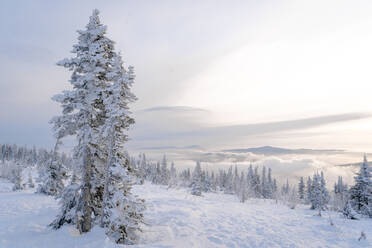 Snow covered pine trees and landscape at Sheregesh, Russia - OMIF00628