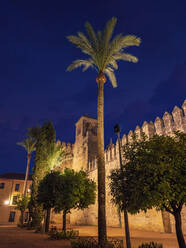 Spanien, Provinz Córdoba, Córdoba, Palmen vor den Festungsmauern der Calle Cairuan bei Nacht - LAF02751