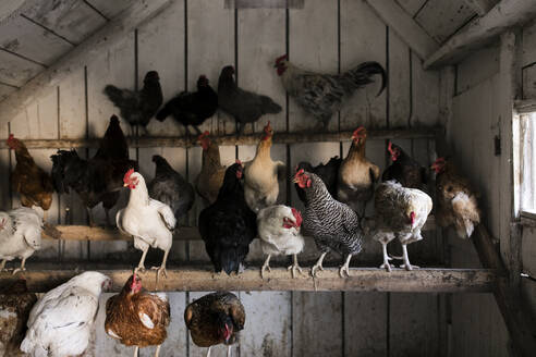 Hens in chicken coop at farm - ANF00011