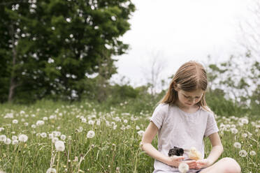 Cute girl holding baby chickens sitting in field of dandelions - ANF00046