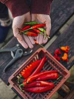 Woman with hands cupped holding chilies - KNTF06592