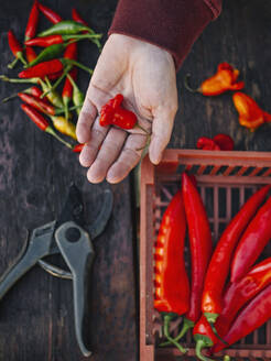 Woman with fresh red chili pepper over table - KNTF06593