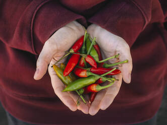 Frau mit schalenförmigen Händen, die frische rote und grüne Chilis halten - KNTF06595