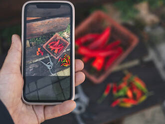 Mann fotografiert rote Chilis im Korb - KNTF06597