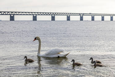 Ausgewachsener Schwan schwimmt mit Küken in der Nähe des Ufers der Öresundstraße mit der Öresundbrücke im Hintergrund - FOF12816