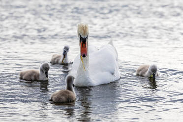 Erwachsener Schwan schwimmt mit Jungvögeln auf dem Wasser - FOF12817