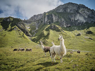 Lamas und Kühe auf einer Wiese an einem sonnigen Tag - DIKF00604