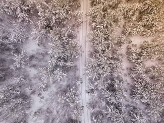 Luftaufnahme eines schneebedeckten Waldes - KNTF06611