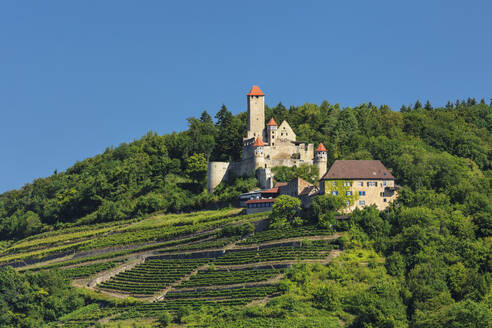 Burg Hornberg, Neckarzimmern, Neckartal, Baden Württemberg, Deutschland, Europa - RHPLF21707