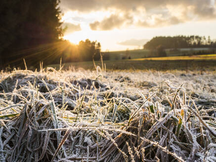 Vereistes Gras bei Wintersonnenuntergang - HUSF00260