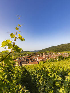 Frankreich, Elsass, Riquewihr, Klarer Himmel über Sommerweinberg mit Dorf im Hintergrund - WDF06800