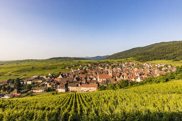 Frankreich, Elsass, Riquewihr, Weinberg vor ländlichem Dorf im Sommer - WDF06801