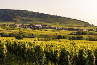 Frankreich, Elsass, Saint-Hippolyte, Grüner Weinberg in der Sommerdämmerung mit Dorf im Hintergrund - WDF06808