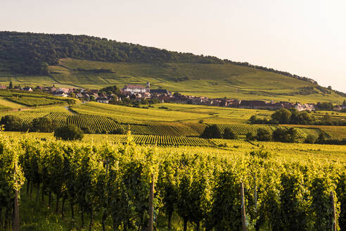 Frankreich, Elsass, Saint-Hippolyte, Grüner Weinberg in der Sommerdämmerung mit Dorf im Hintergrund - WDF06808