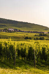 Frankreich, Elsass, Saint-Hippolyte, Grüner Weinberg in der Sommerdämmerung mit Dorf im Hintergrund - WDF06809