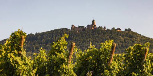 Frankreich, Elsass, Orschwiller, Sommerlicher Weinberg mit Chateau du Haut-Koenigsbourg im Hintergrund - WDF06810