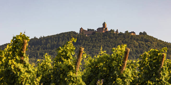 Frankreich, Elsass, Orschwiller, Sommerlicher Weinberg mit Chateau du Haut-Koenigsbourg im Hintergrund - WDF06810