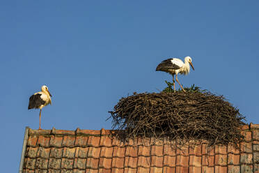 Two storks nesting on tiled roof - WDF06811