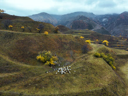 Schafherde und Schafböcke auf einem Berg im Nordkaukasus, Dagestan, Russland - KNTF06693