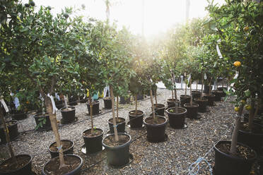 Potted plants arranged in row at nursery - MASF28311