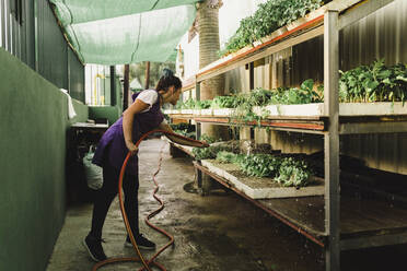 Unternehmerin bewässert Pflanzen im Gartencenter - MASF28312