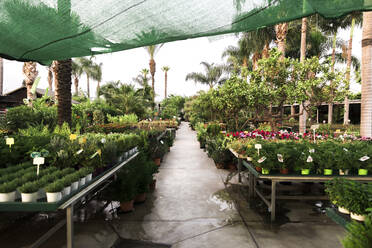 Various plants growing at garden center - MASF28314