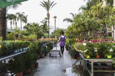 Rear view of businesswoman walking with hand truck in plant nursery - MASF28328