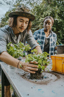 Männlicher Umweltschützer pflanzt mit einer Frau in einer städtischen Farm - MASF28519