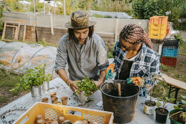 Female and male farmers planting at table in urban farm - MASF28520