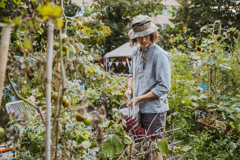 Junger männlicher Freiwilliger beim Gießen von Pflanzen mit einer Gießkanne im Gemeinschaftsgarten - MASF28544
