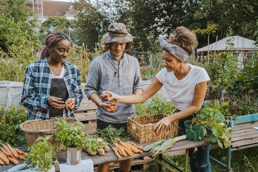 Landwirte und Landwirtinnen verkaufen Gemüse auf dem Biomarkt - MASF28564