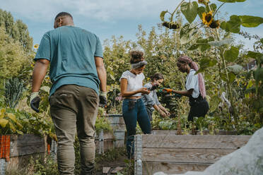 Female and male volunteers picking vegetables in urban farm - MASF28569