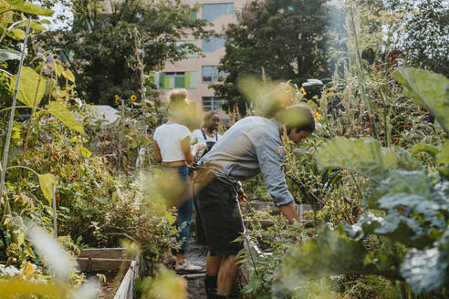 Female and male environmentalists harvesting vegetables at urban farm - MASF28571