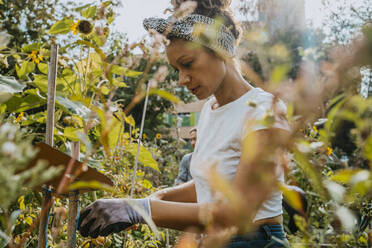 Female farmer picking vegetables at urban farm - MASF28573