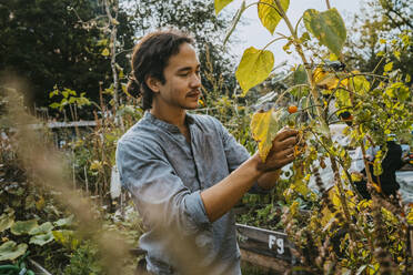 Young male volunteer picking organic vegetables in community garden - MASF28574