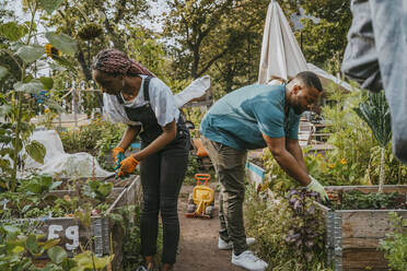 Junge männliche und weibliche Freiwillige bei der Gartenarbeit in einer städtischen Farm - MASF28575